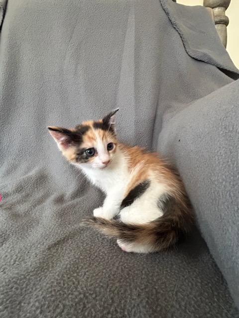 Murmur, Adopted, Kitten Female Domestic Short Hair.