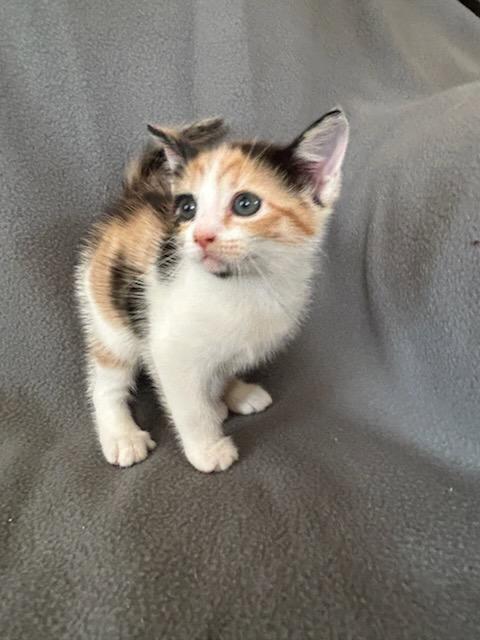 Enlarge Murmur, a Adopted Domestic Short Hair in Nashville, TN image 2/3