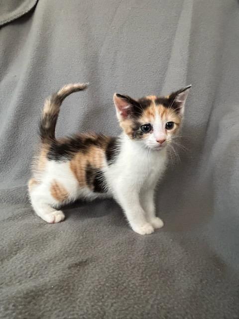 Enlarge Murmur, a Adopted Domestic Short Hair in Nashville, TN image 3/3