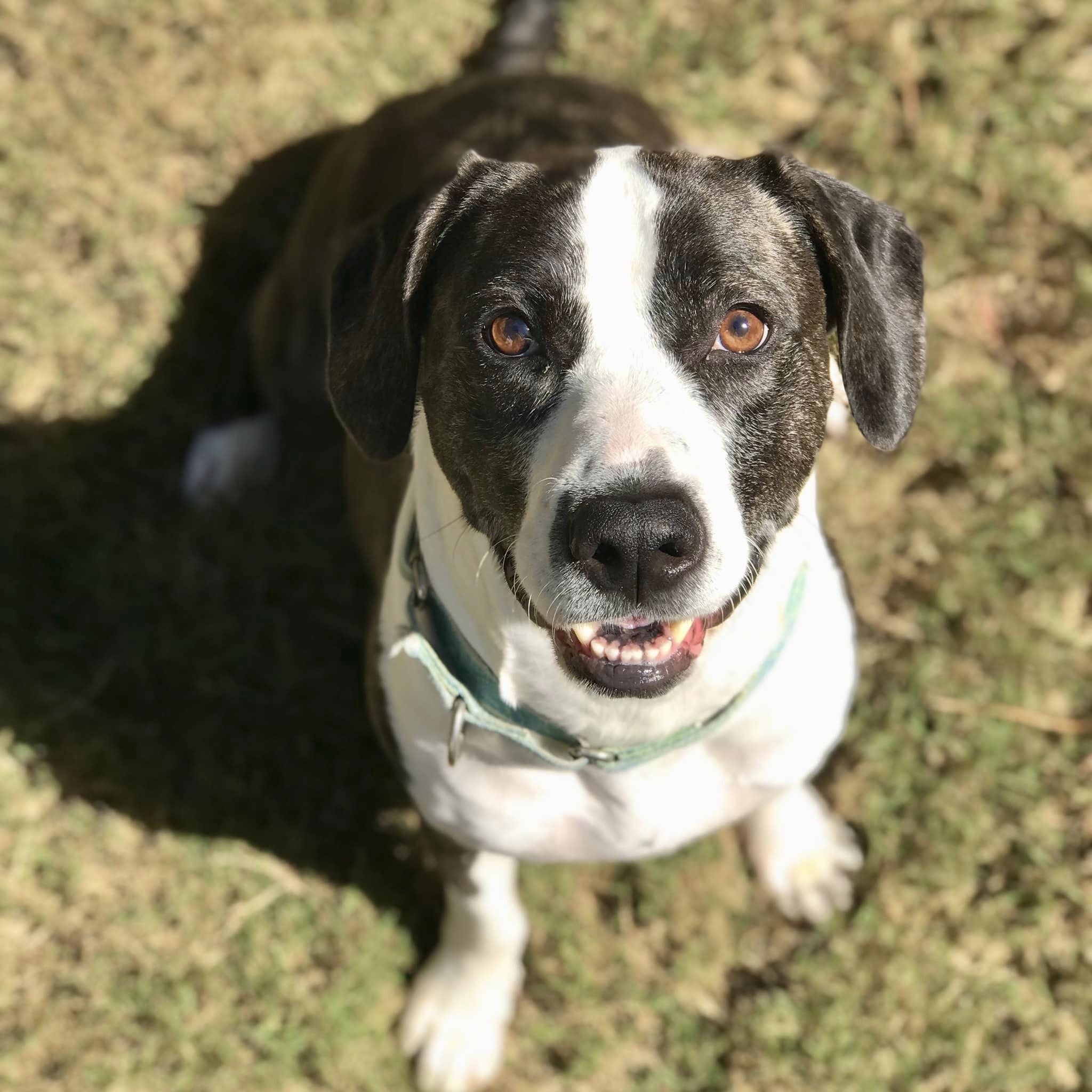 Enlarge Annie Grace, a Adoptable mixed breed in Cumming, GA image 1/10