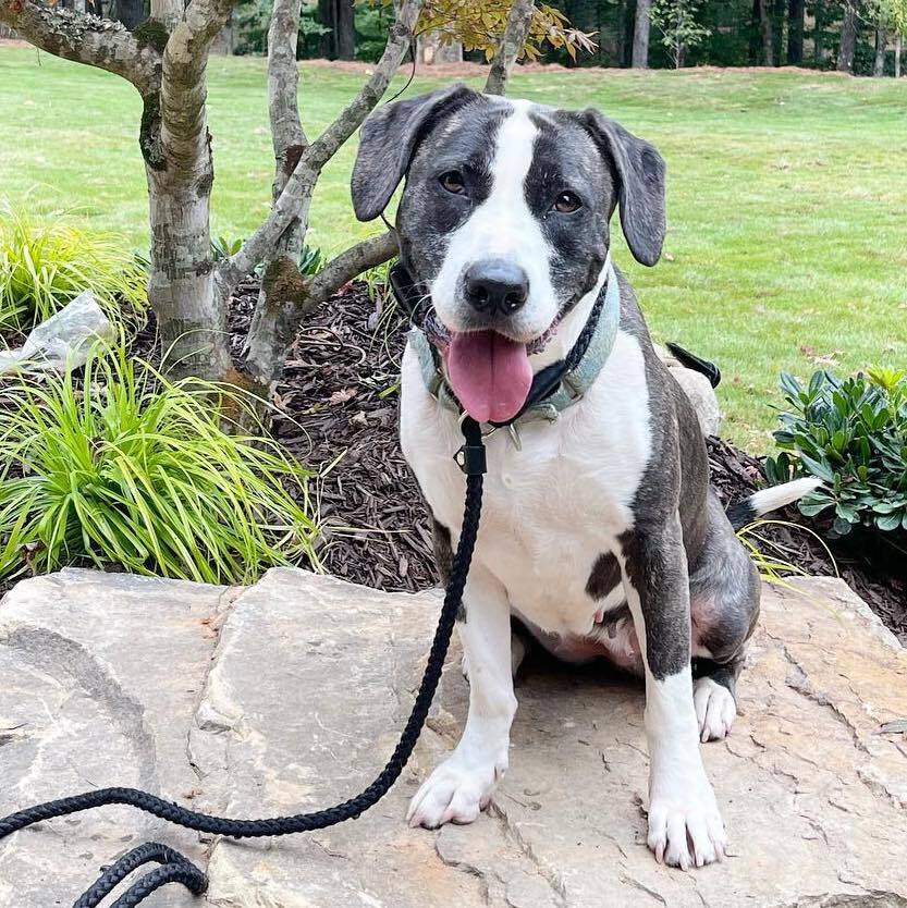 Enlarge Annie Grace, a Adoptable mixed breed in Cumming, GA image 2/10