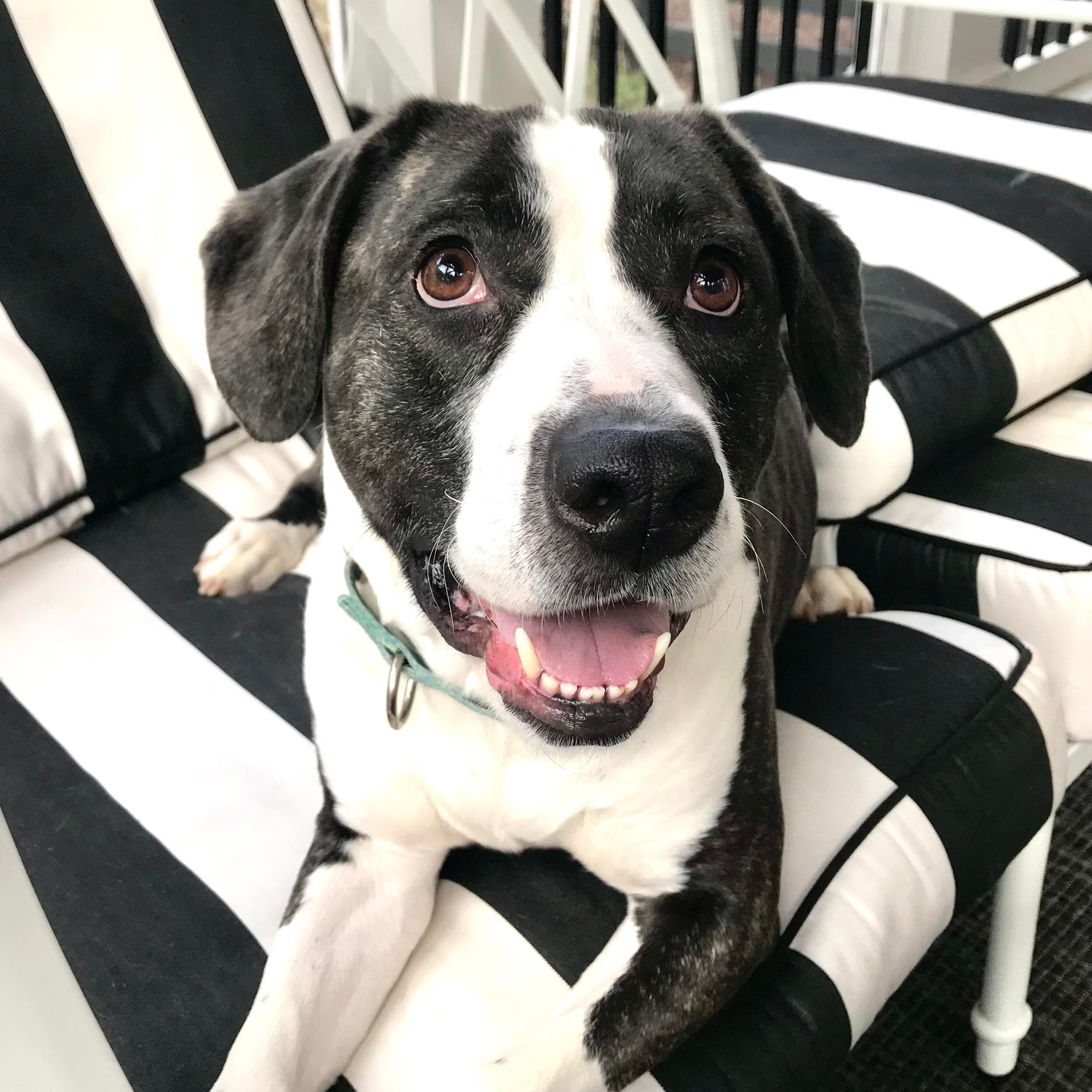 Enlarge Annie Grace, a Adoptable mixed breed in Cumming, GA image 3/10