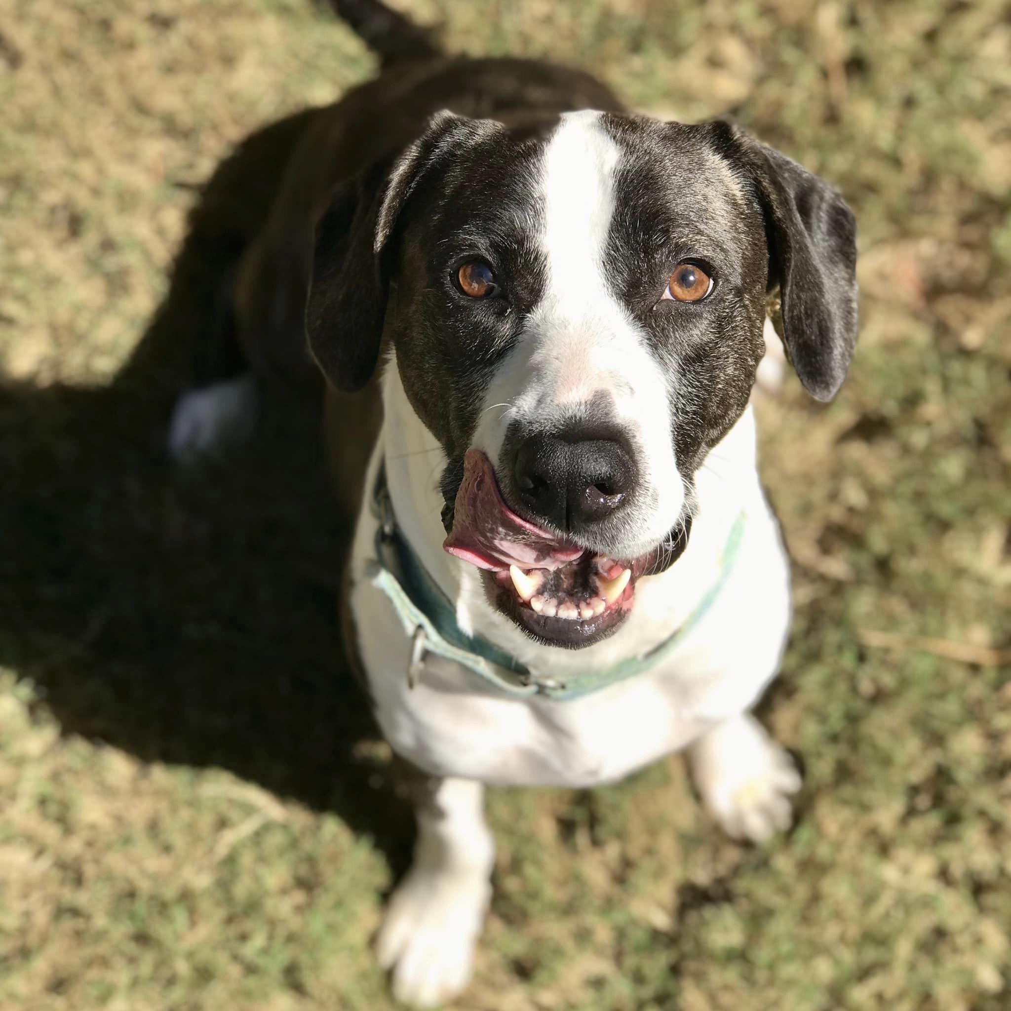 Enlarge Annie Grace, a Adoptable mixed breed in Cumming, GA image 4/10