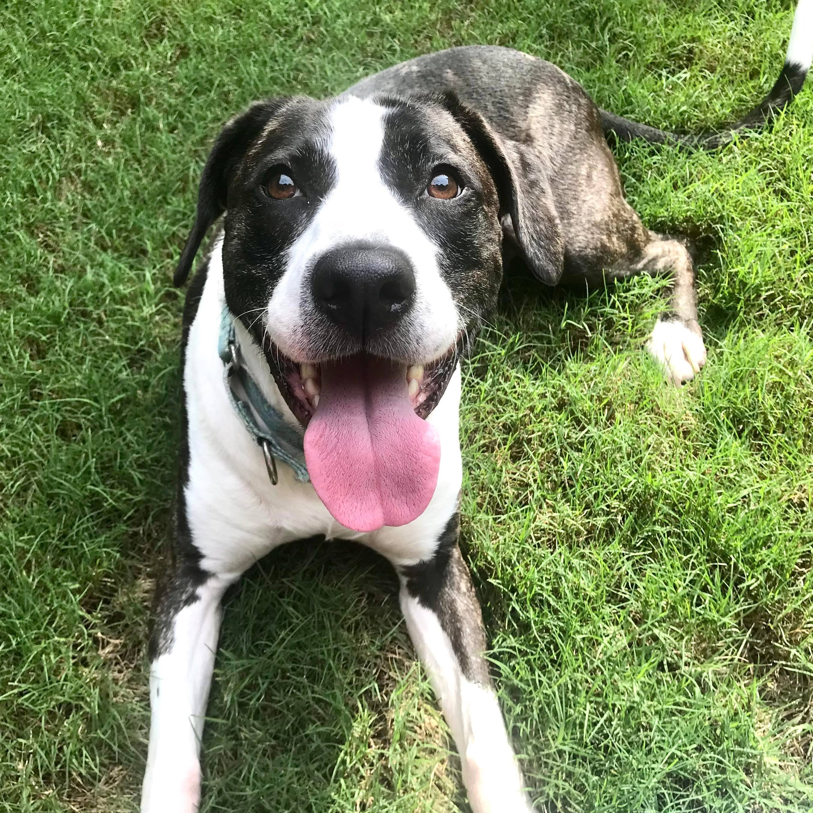 Enlarge Annie Grace, a Adoptable mixed breed in Cumming, GA image 5/10