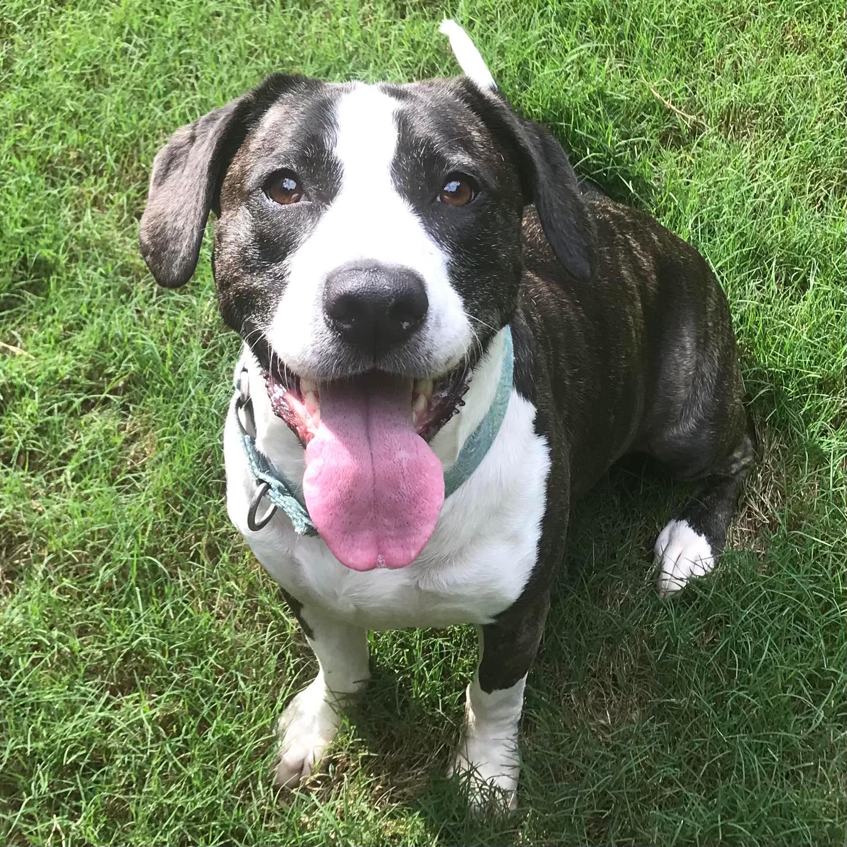 Enlarge Annie Grace, a Adoptable mixed breed in Cumming, GA image 6/10