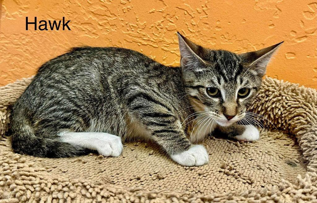 Hawk, Adoptable, Kitten Male Domestic Short Hair.