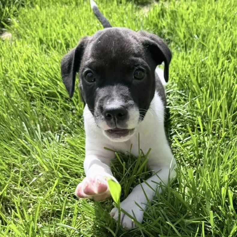 Neptune, a ADOPTABLE mixed breed in Prior Lake, MN image 2/4