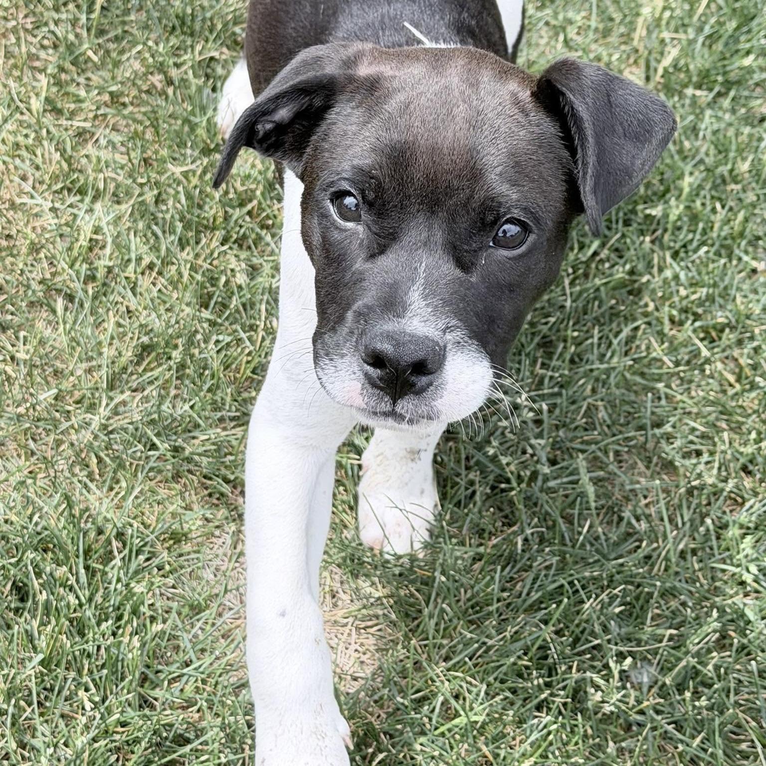 Neptune, a ADOPTABLE mixed breed in Prior Lake, MN image 1/5