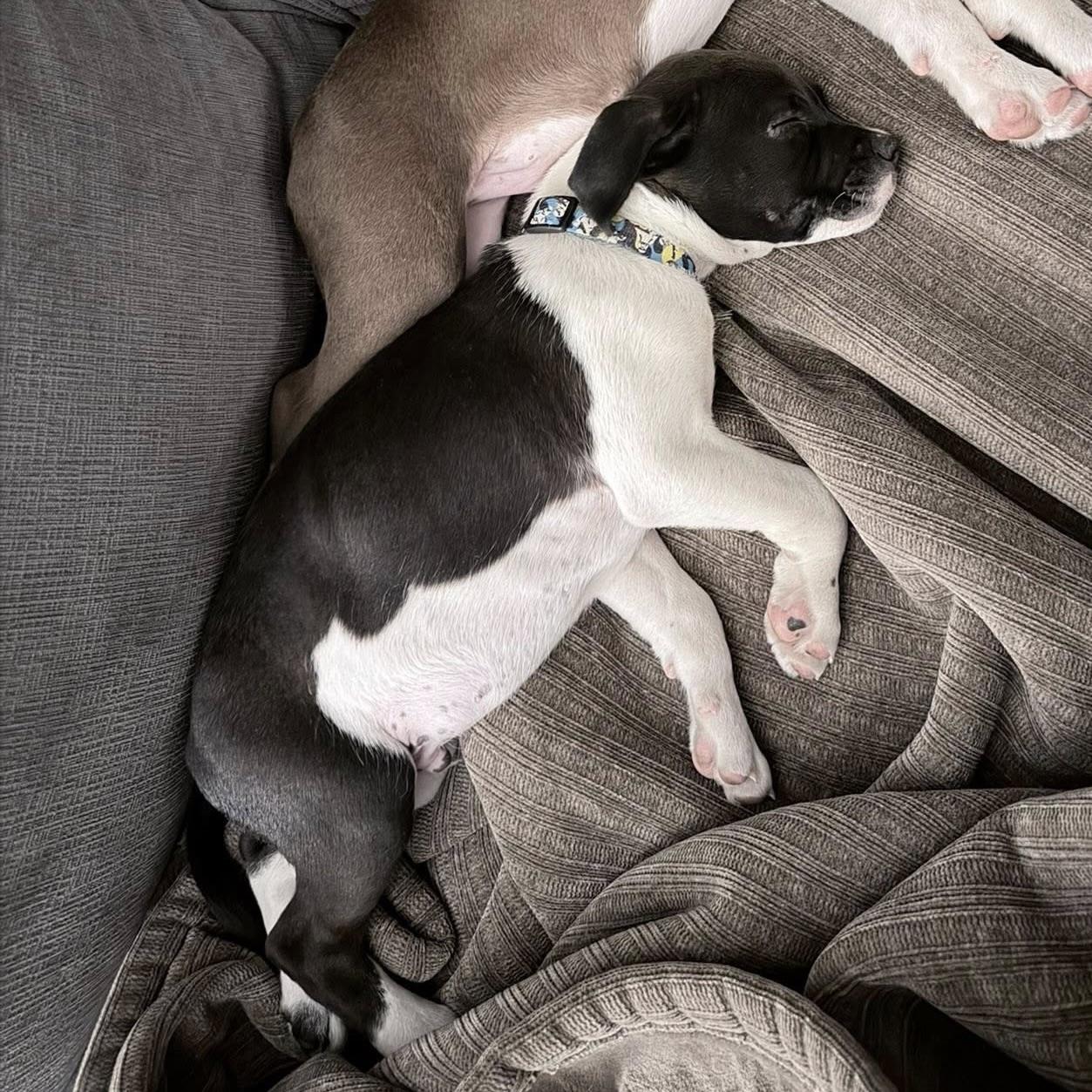 Neptune, a ADOPTABLE mixed breed in Prior Lake, MN image 3/4