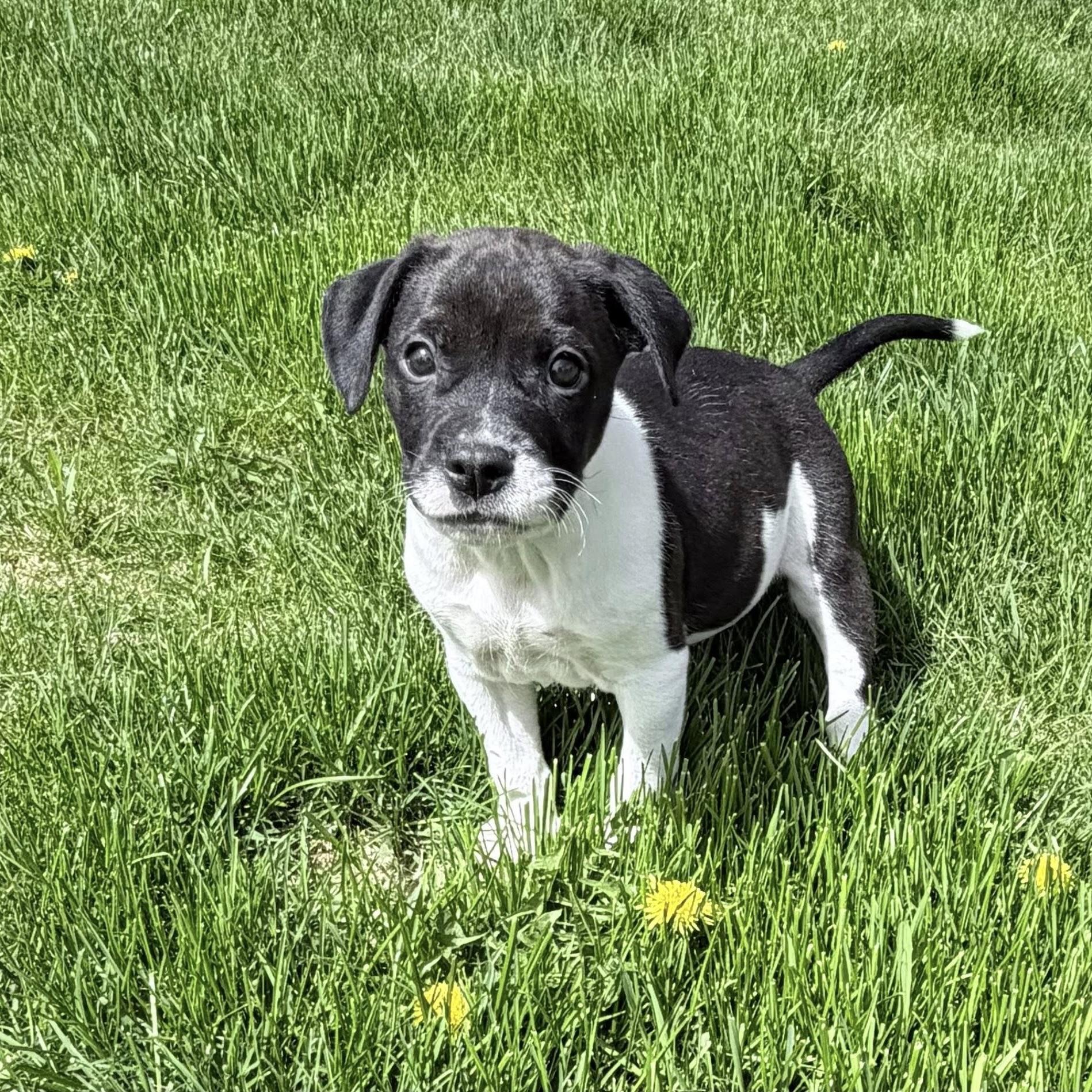 Neptune, a ADOPTABLE mixed breed in Prior Lake, MN image 1/4