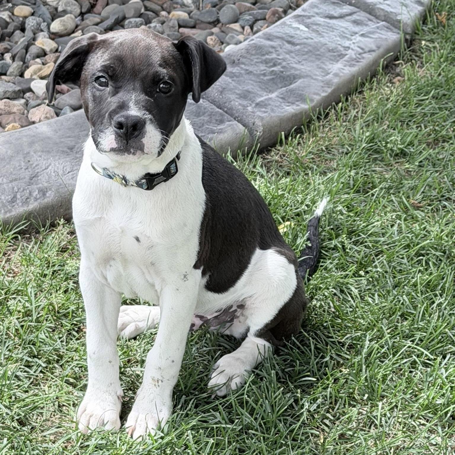 Neptune, a ADOPTABLE mixed breed in Prior Lake, MN image 2/5