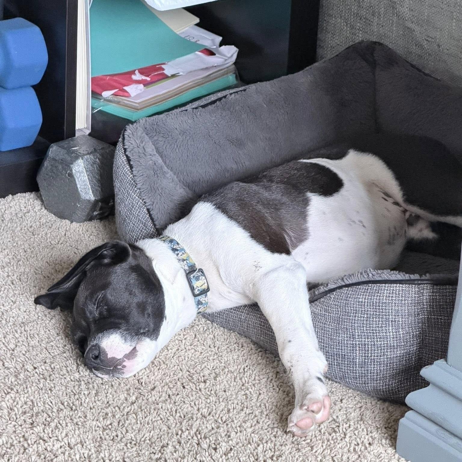 Neptune, a ADOPTABLE mixed breed in Prior Lake, MN image 3/5