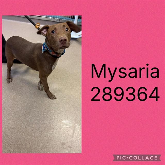 MYSARIA, Adoptable, Young Female Labrador Retriever & Mixed Breed.