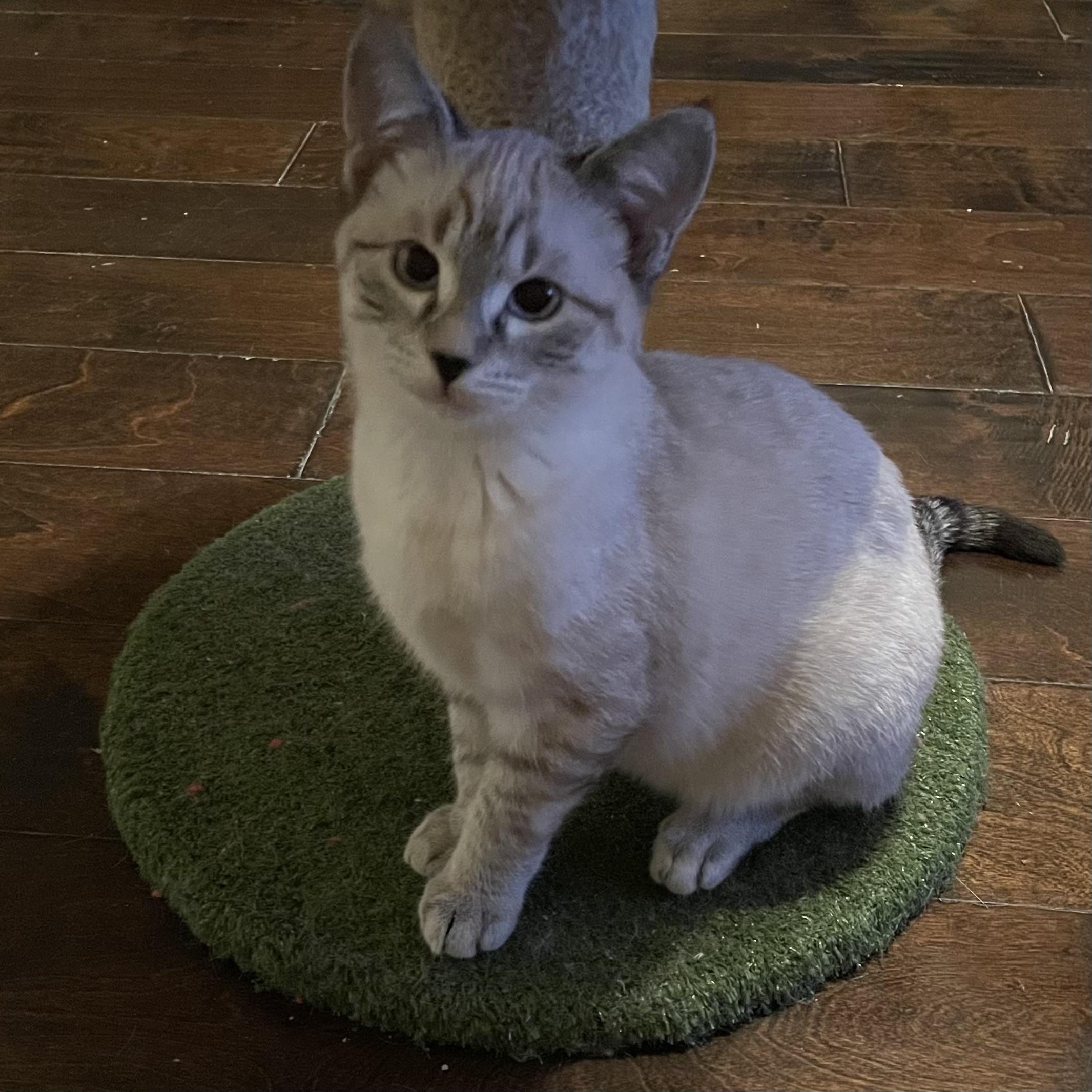 Nebula, adopted, Young Female Siamese.