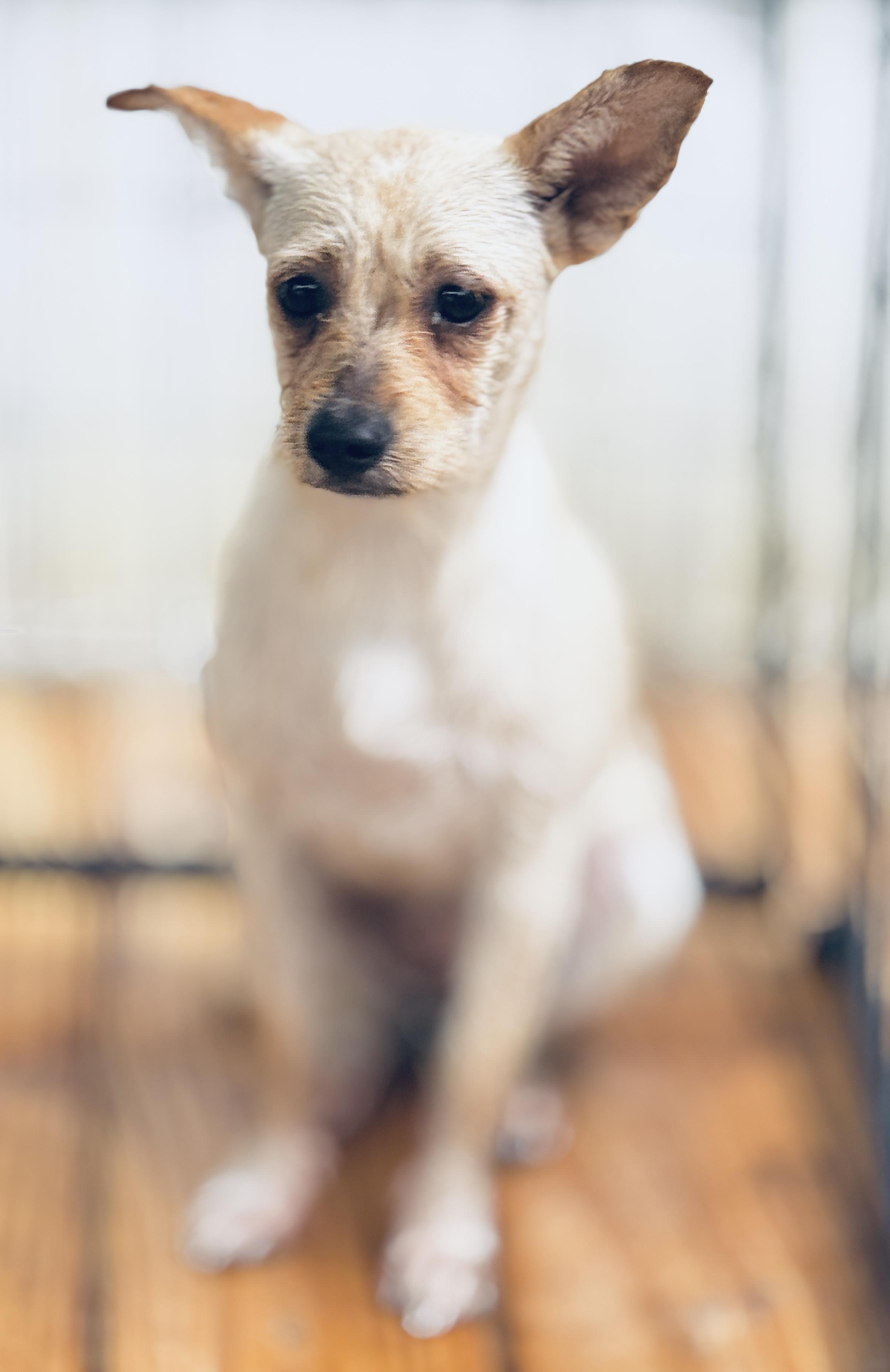 Cleo, Young Female Mixed Breed
