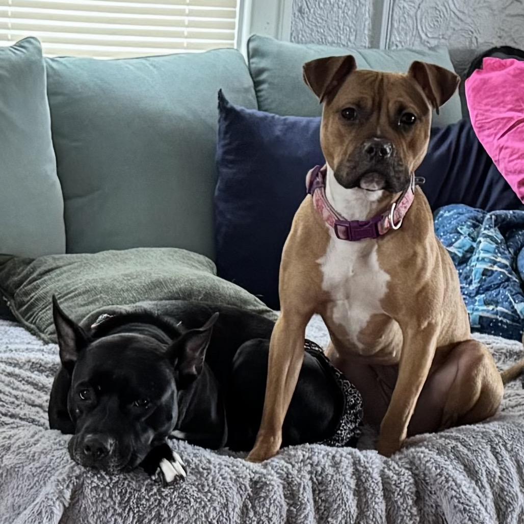 Enlarge Shiitake, a Adoptable mixed breed in Ferndale, MI image 1/6