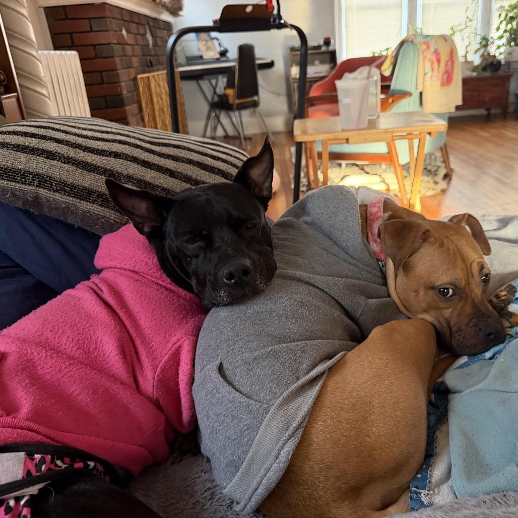 Enlarge Shiitake, a Adoptable mixed breed in Ferndale, MI image 2/6