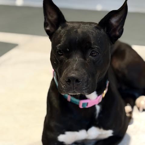 Shiitake, Adoptable, Adult Female Black Labrador Retriever & Mixed Breed.