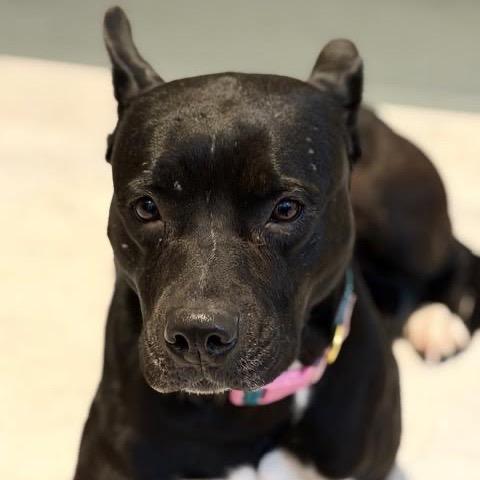 Enlarge Shiitake, a Adoptable mixed breed in Ferndale, MI image 2/2