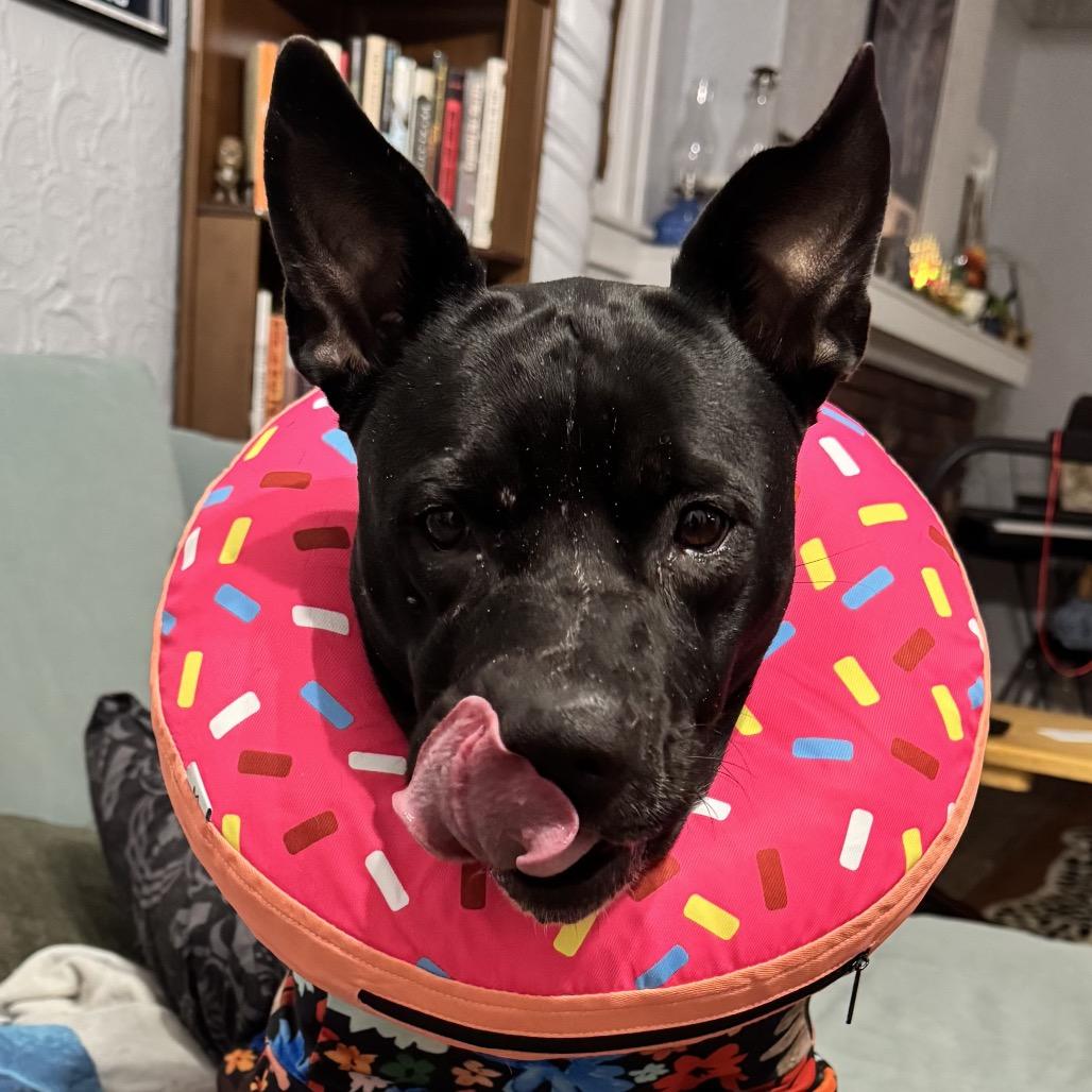 Enlarge Shiitake, a Adoptable mixed breed in Ferndale, MI image 5/6