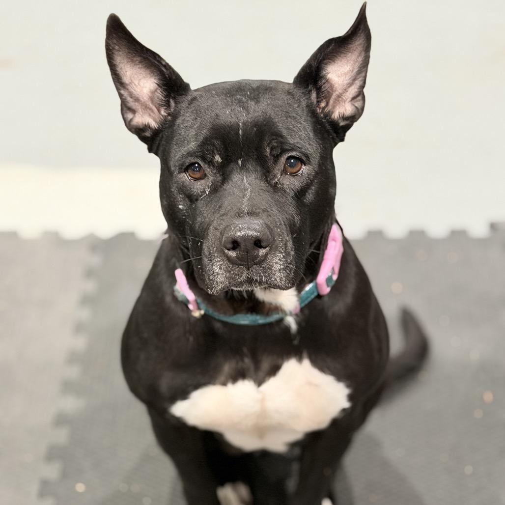 Enlarge Shiitake, a Adoptable mixed breed in Ferndale, MI image 6/6