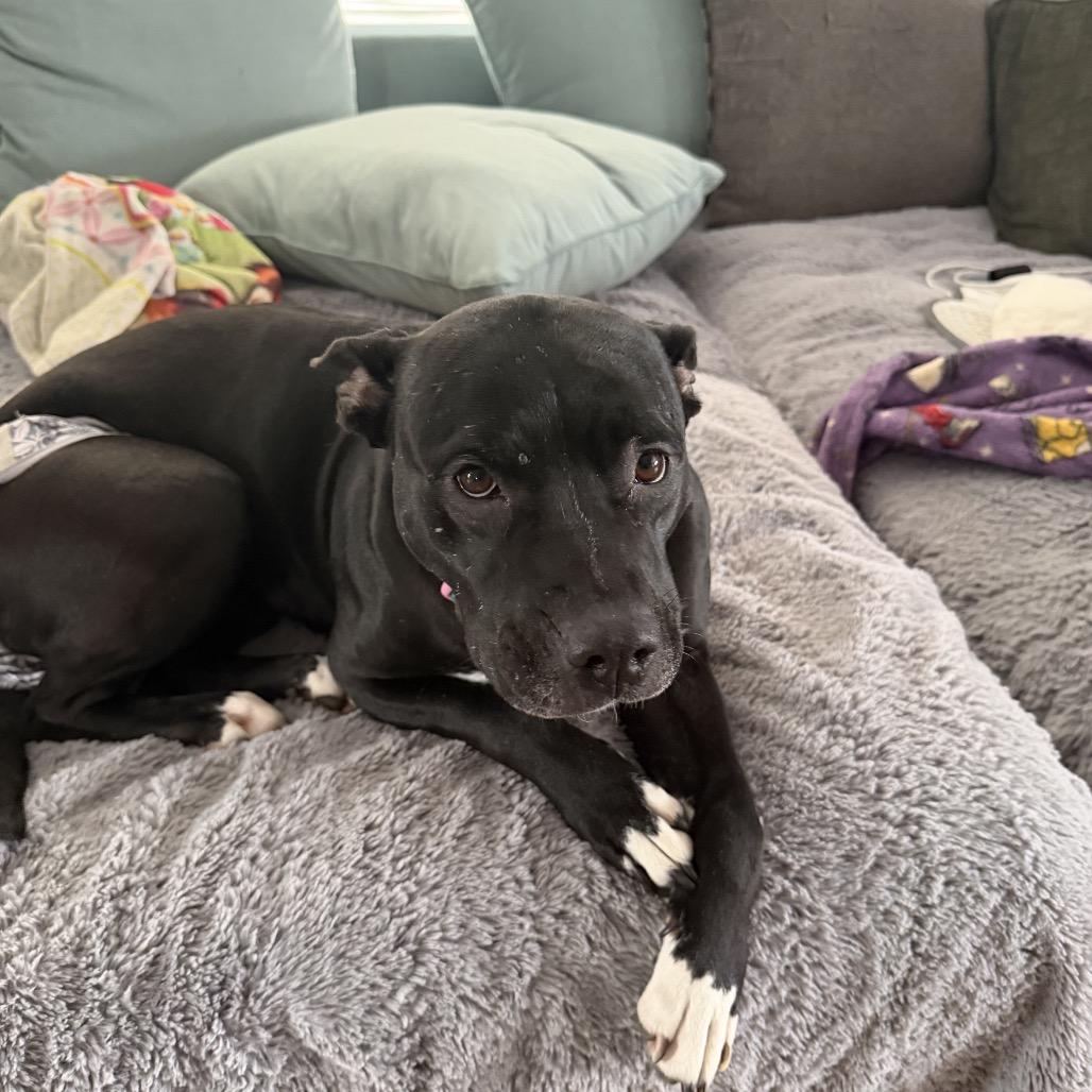 Enlarge Shiitake, a Adoptable mixed breed in Ferndale, MI image 6/6