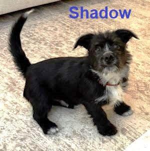 Shadow, a Adopted Scottish Terrier in Mount Laurel, NJ image 1/3