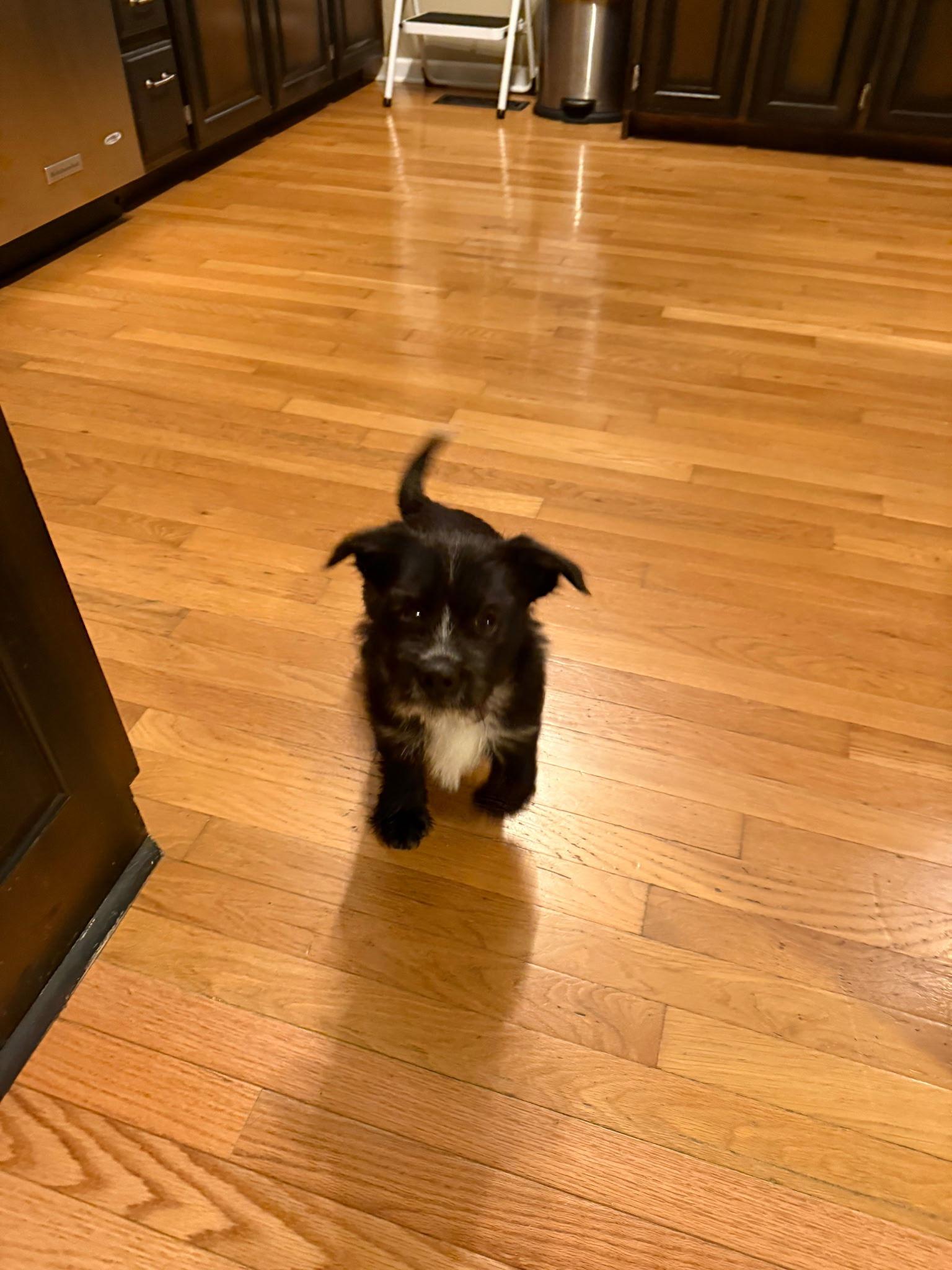 Shadow, a Adopted Scottish Terrier in Mount Laurel, NJ image 2/3