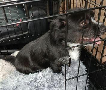 Shadow, a Adopted Scottish Terrier in Mount Laurel, NJ image 3/3