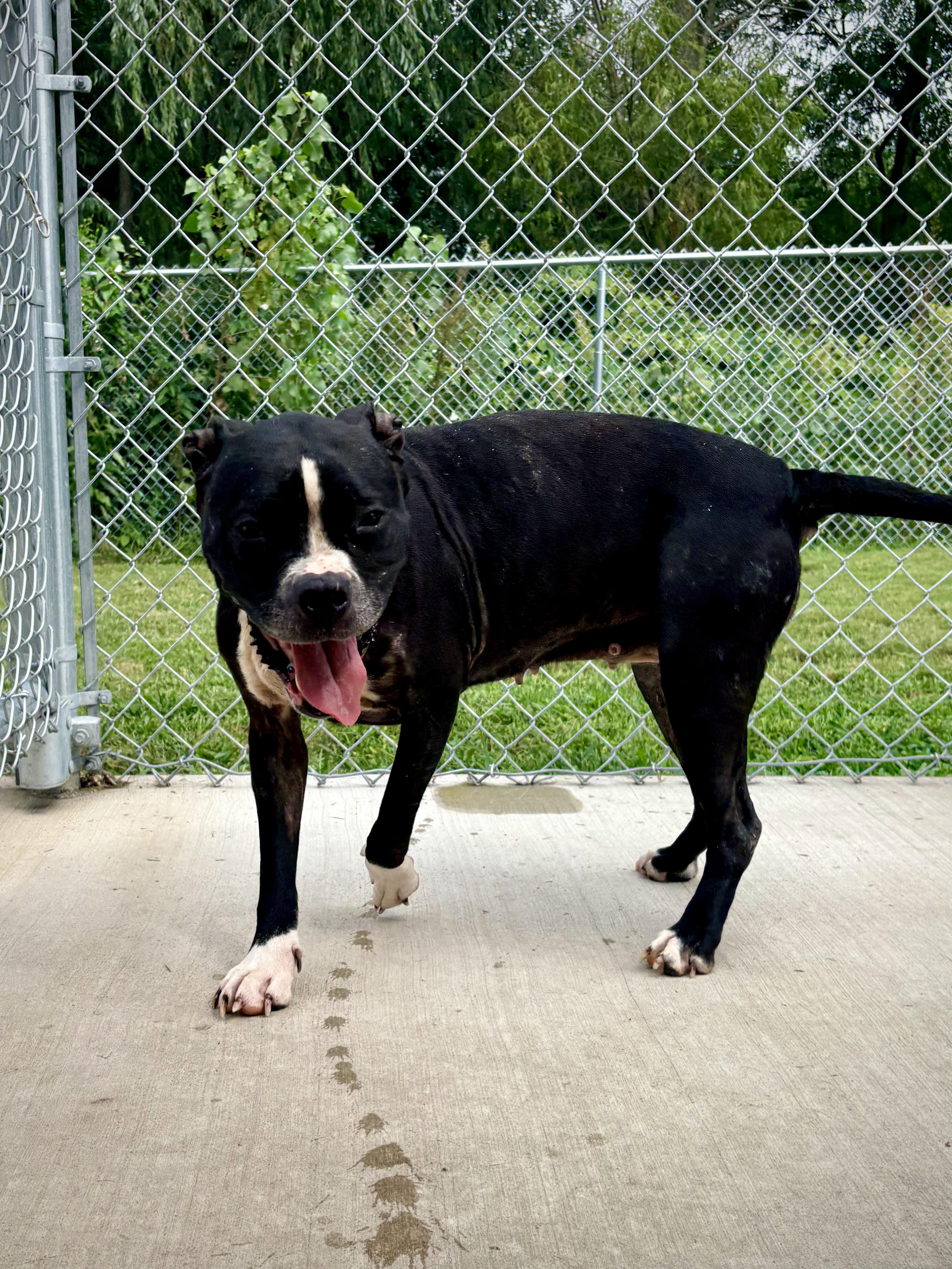 Enlarge Ramona, a Adoptable mixed breed in Kalamazoo, MI image 6/6