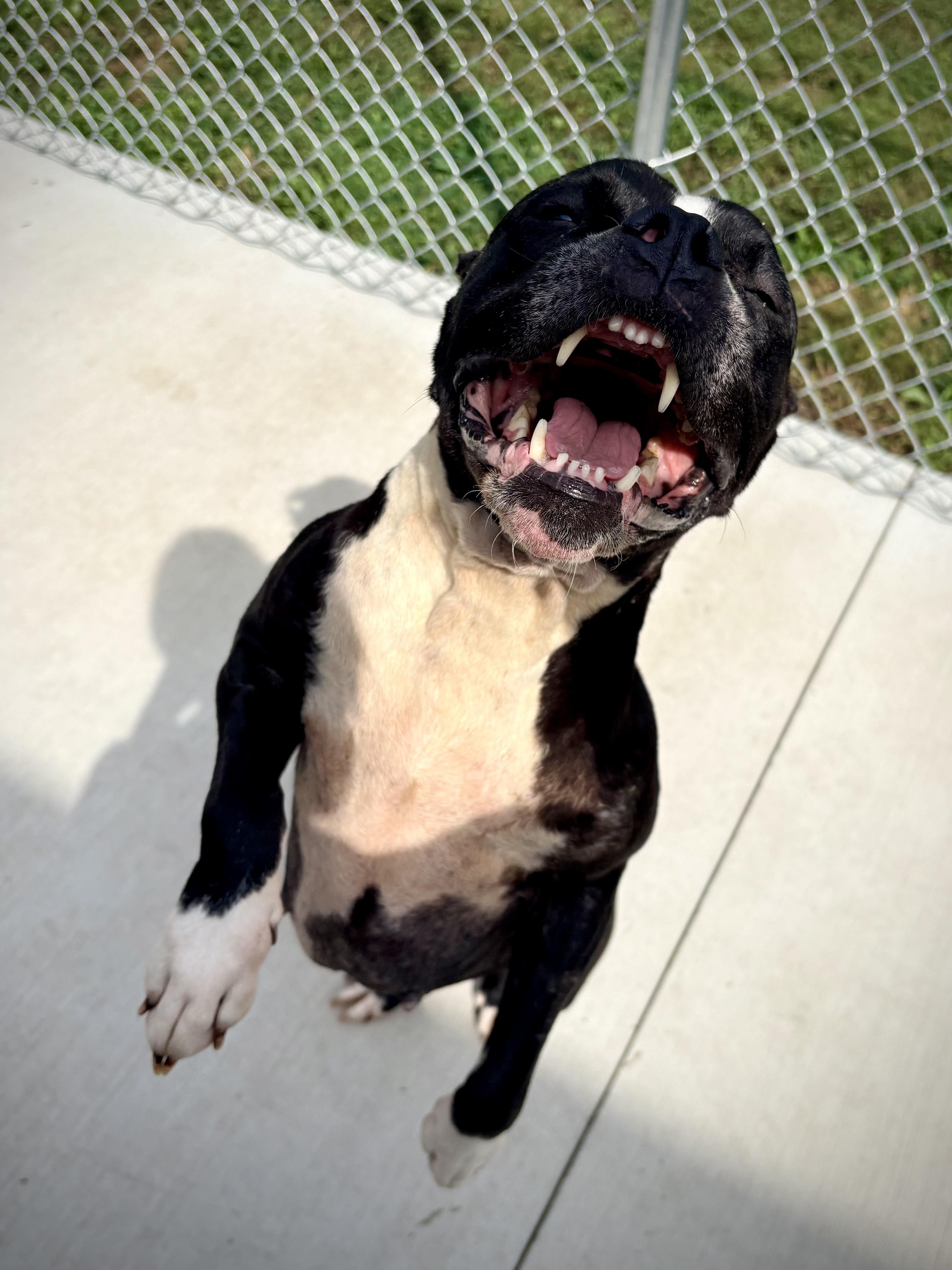 Enlarge Ramona, a Adoptable mixed breed in Kalamazoo, MI image 4/6