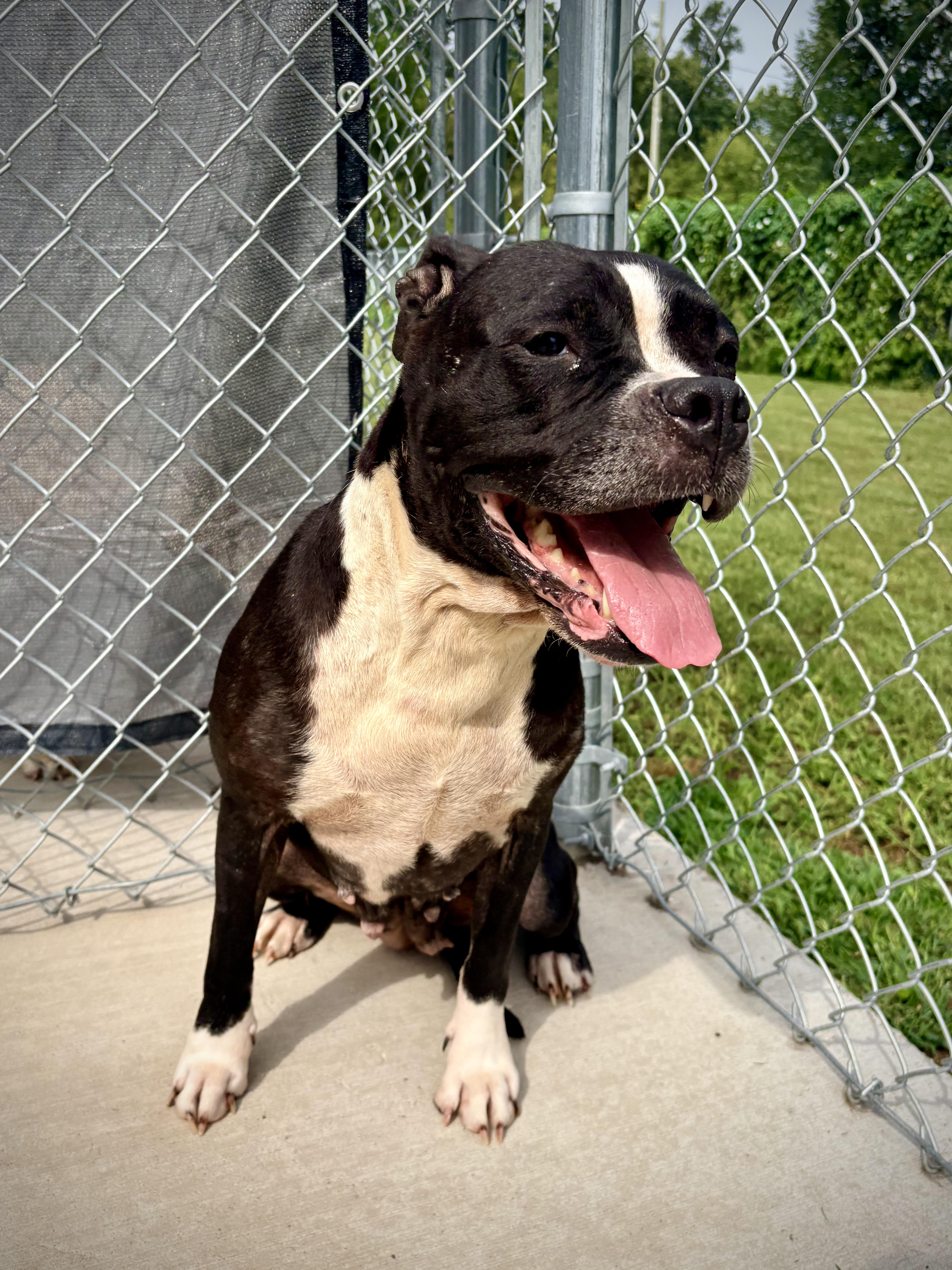 Ramona, Adoptable, Young Female Boxer.