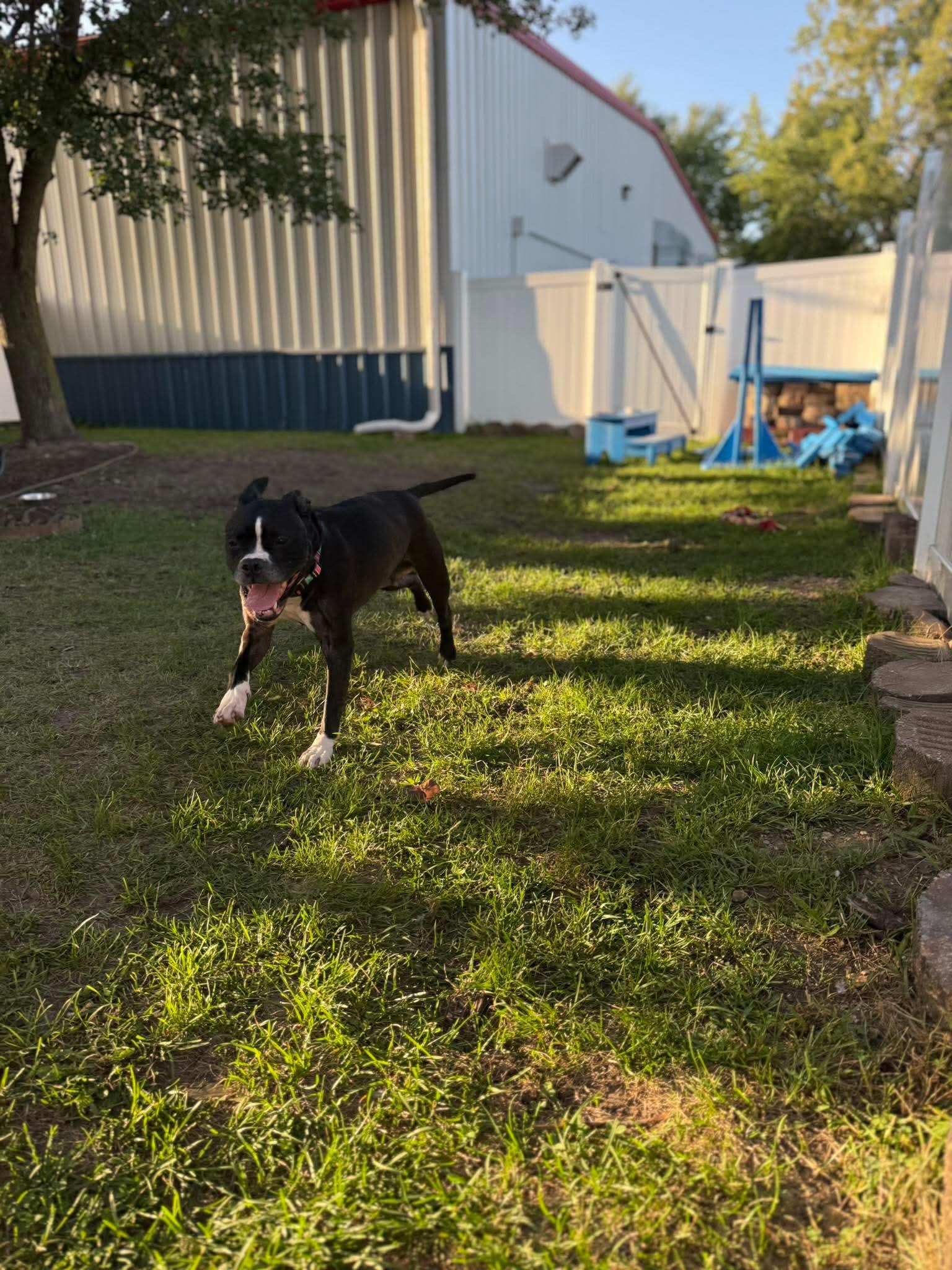 Enlarge Ramona, a Adoptable mixed breed in Kalamazoo, MI image 5/6
