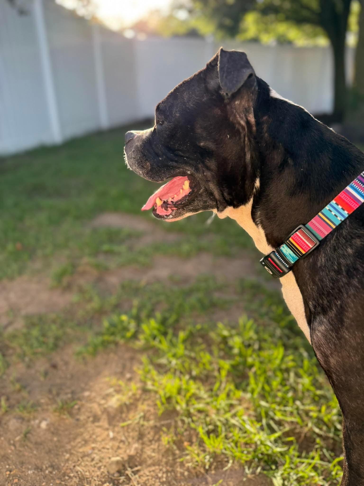 Enlarge Ramona, a Adoptable mixed breed in Kalamazoo, MI image 3/6