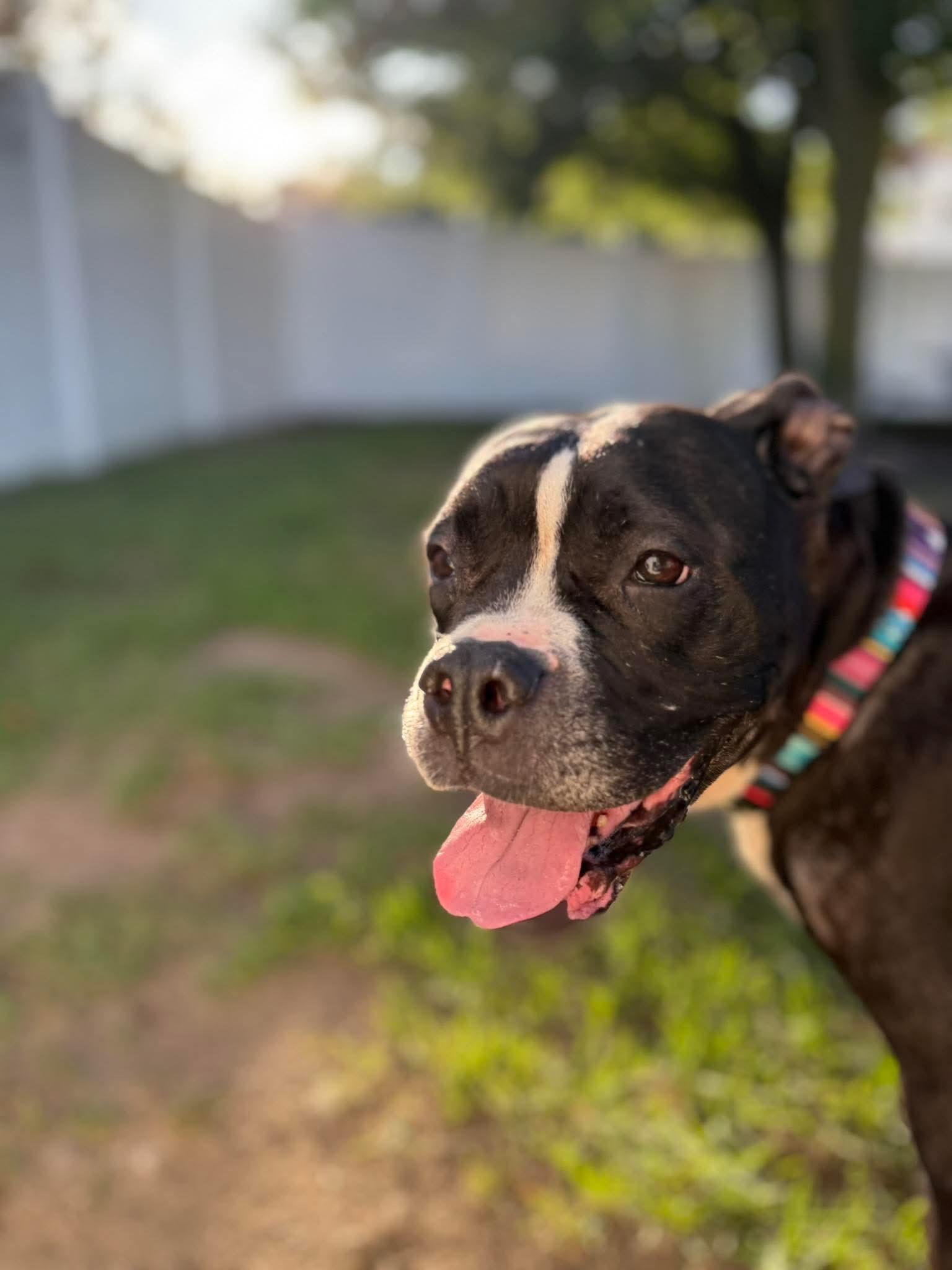 Enlarge Ramona, a Adoptable mixed breed in Kalamazoo, MI image 2/6