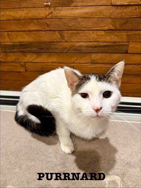 Purrnard, Adoptable, Young Male Domestic Short Hair.