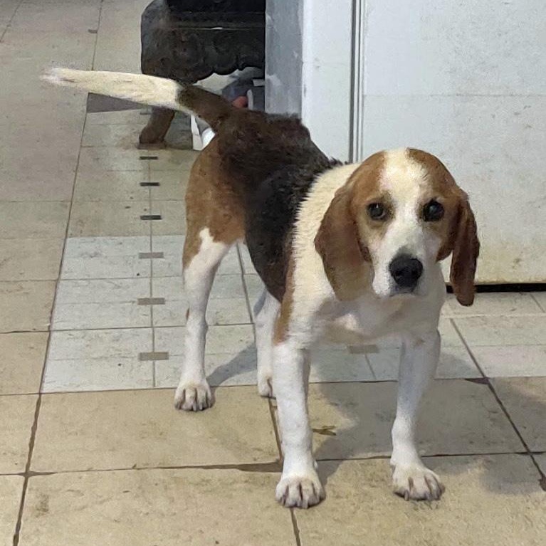 Enlarge Brody, a Adoptable Beagle in London, OH image 1/3