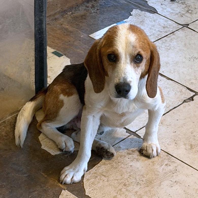 Enlarge Brody, a Adoptable Beagle in London, OH image 2/3