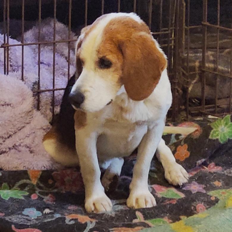 Enlarge Brody, a Adoptable Beagle in London, OH image 3/3