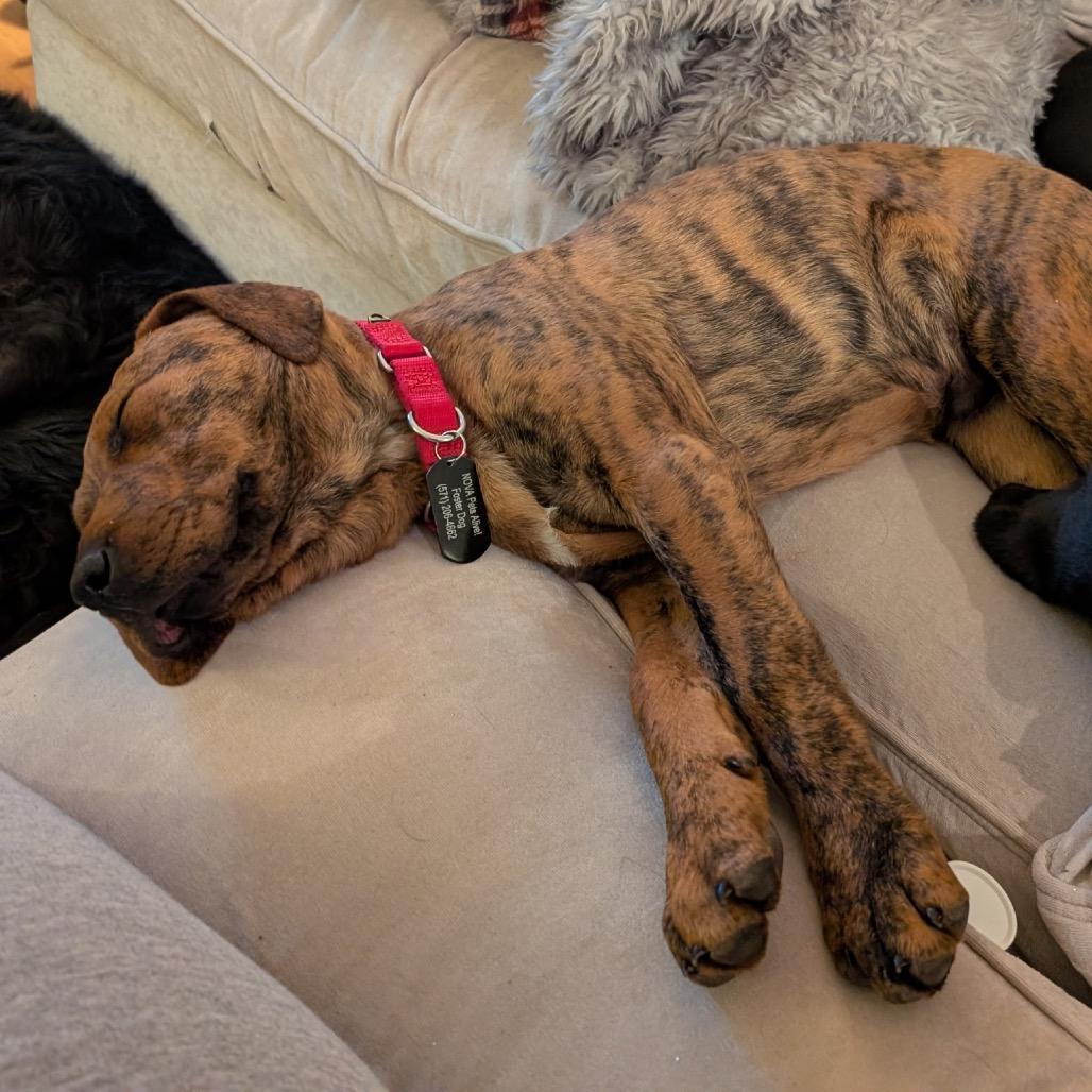 Donut, Adoptable, Puppy Male Black Labrador Retriever & Hound.