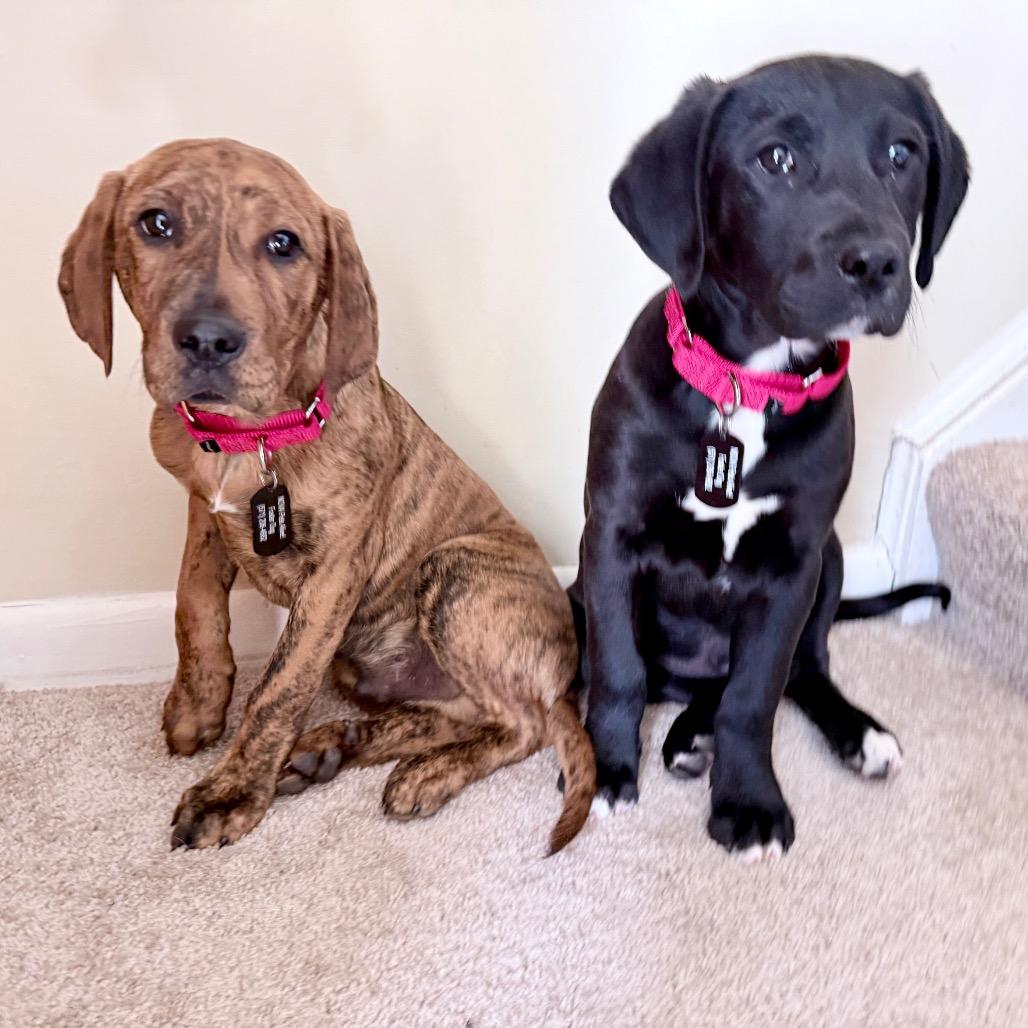 Enlarge Donut, a Adoptable mixed breed in Fairfax, VA image 3/5