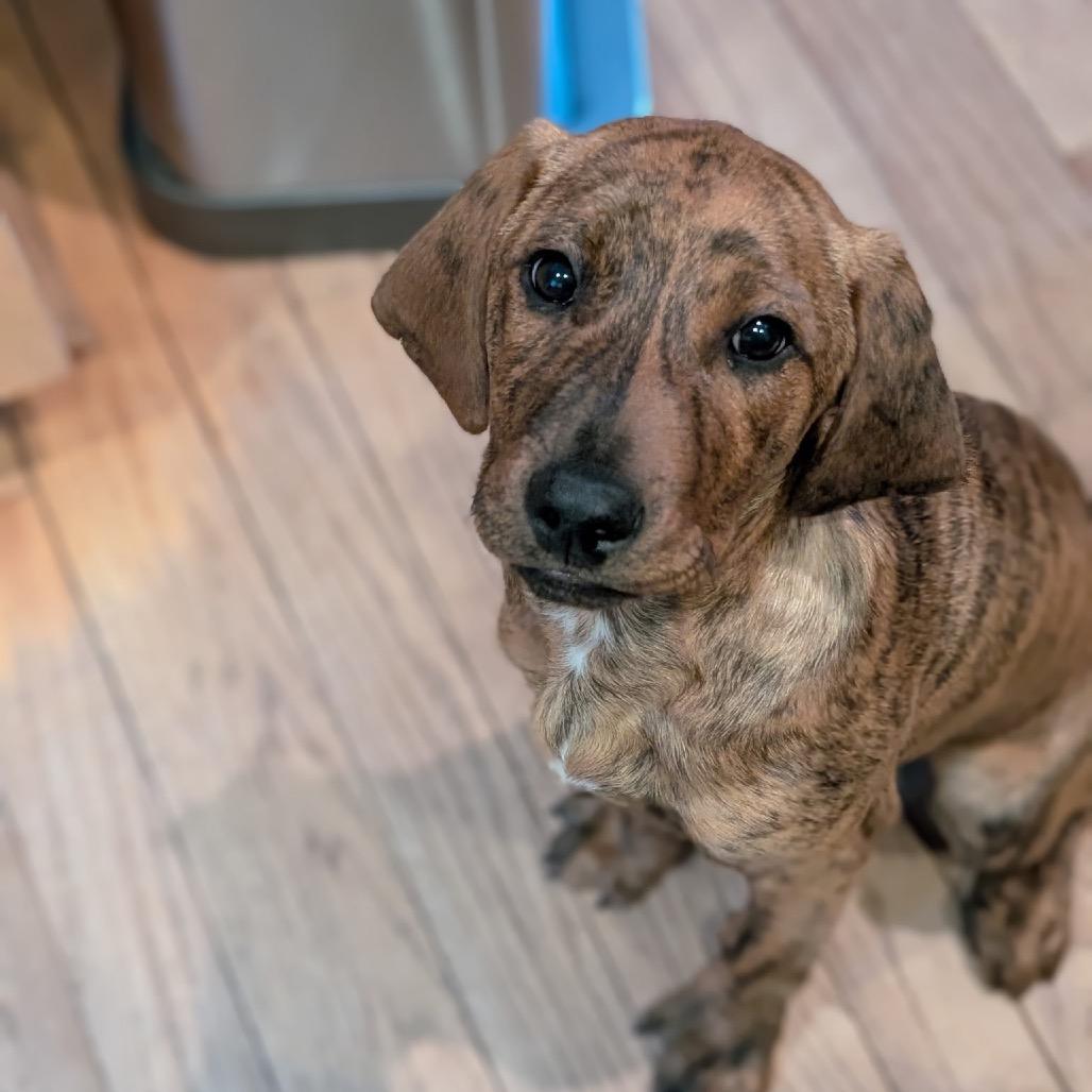 Enlarge Donut, a Adoptable mixed breed in Fairfax, VA image 4/5