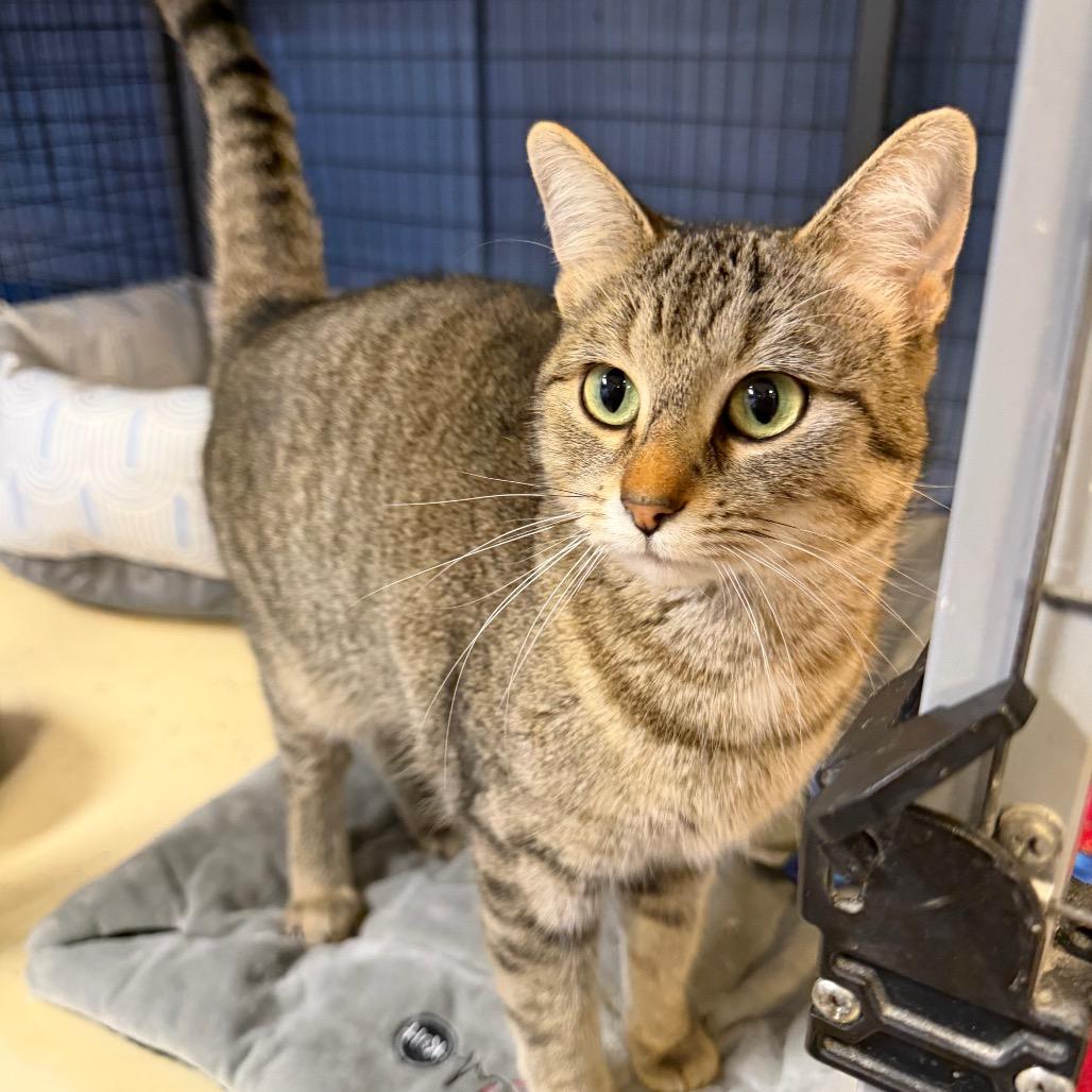 Tilly, Adoptable, Adult Female Domestic Short Hair.