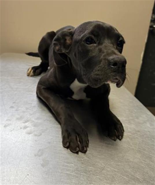 CASSEROLE, Adoptable, Young Female Boxer & Mixed Breed.