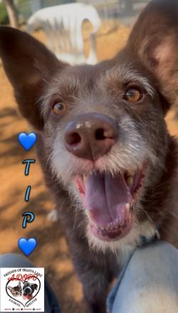 Tip, Adoptable, Adult Male Border Collie & German Wirehaired Pointer.