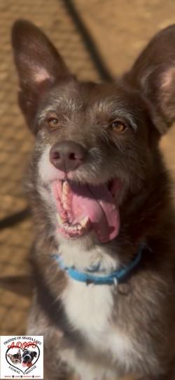 Enlarge Tip, a Adoptable mixed breed in Shasta Lake, CA image 3/3
