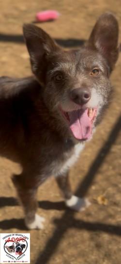 Enlarge Tip, a Adoptable mixed breed in Shasta Lake, CA image 2/3