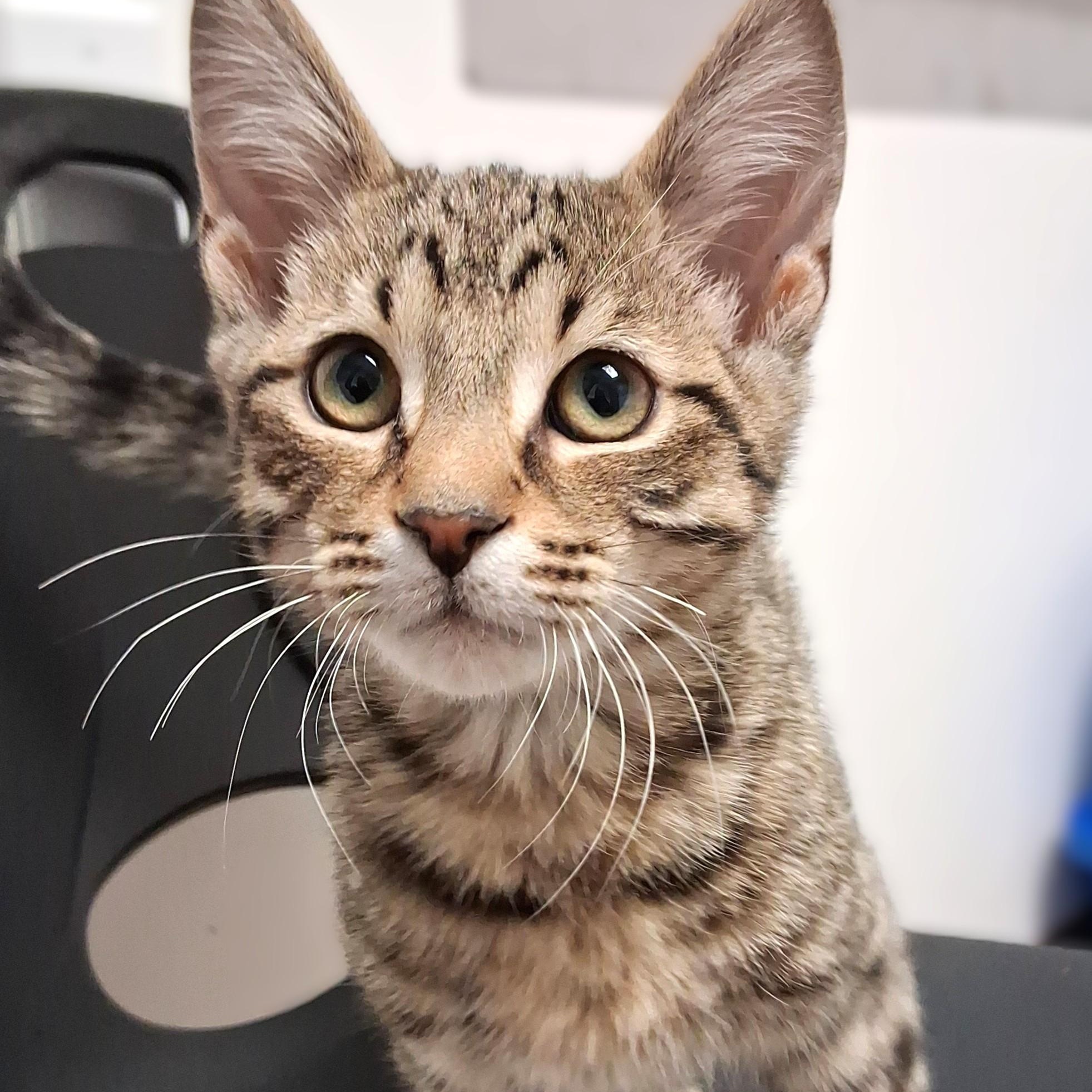 Enlarge Jean Luc, an adopted Domestic Short Hair in Belmont, NY image 1/2