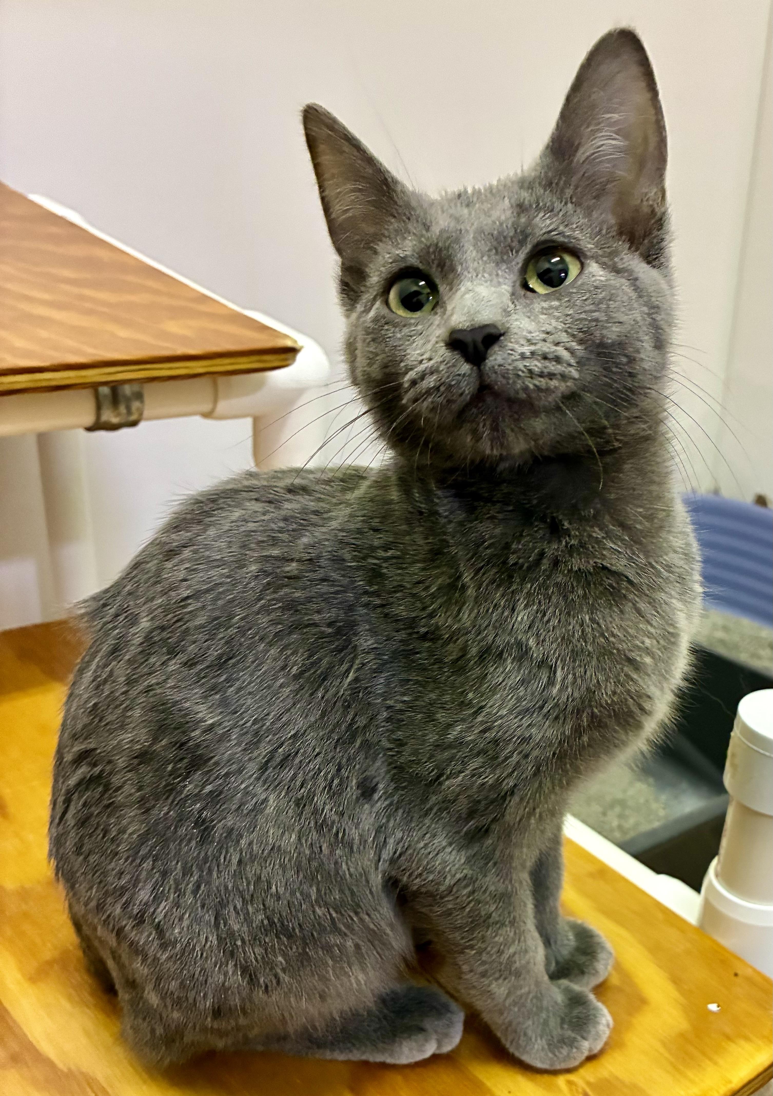 SNICKER DOODLE, a ADOPTABLE Domestic Short Hair in Louisa, KY image 3/4