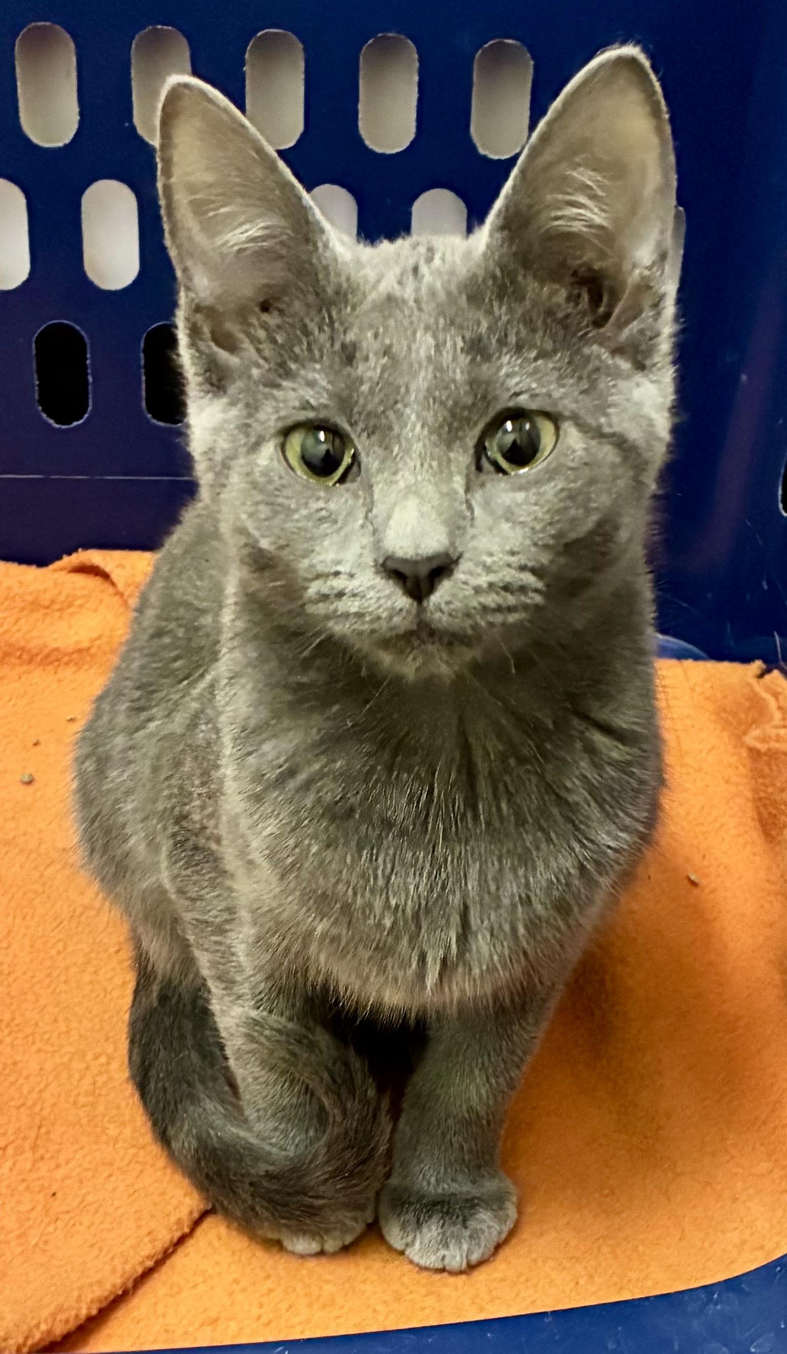 SNICKER DOODLE, ADOPTABLE, Kitten Male Domestic Short Hair.